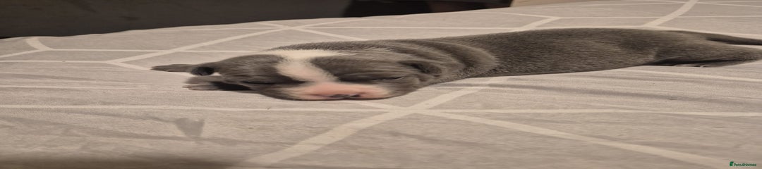 Staffordshire Bull Terrier Puppy 1