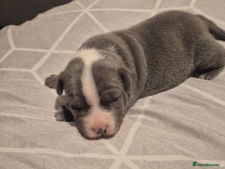 Staffordshire Bull Terrier dogs for sale - Advert 1