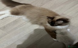 Ragdoll cats for sale: Seal Lynx Bi colour Female  - Image 4