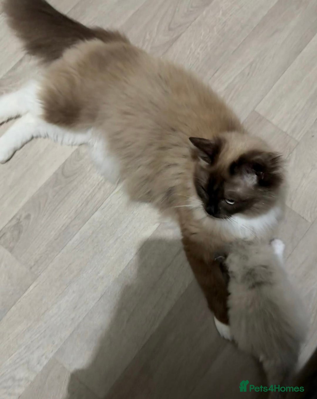 Ragdoll cats for sale: Seal Lynx Bi colour Female  - Image 4