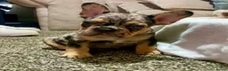 French Bulldog dogs for sale: Only 1 boy left! Tri coloured merle reduced!! - Advert 13