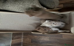 British Shorthair cats for sale:  Tica cinnamons BSH kittens - Image 14