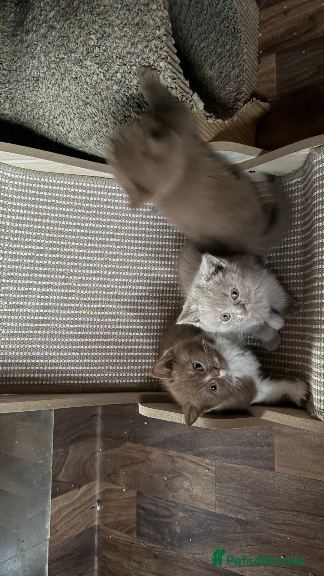 British Shorthair cats for sale:  Tica cinnamons BSH kittens - Image 14
