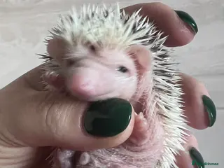 Pygmy Hedgehog rodents African Pygmy hedgehog hoglets - Advert 14