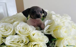 Miniature Dachshund dogs for sale: Micro mini dachshund  - Image 4