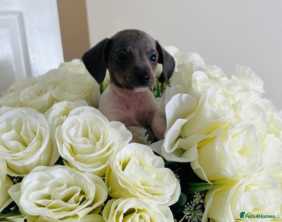 Miniature Dachshund dogs for sale: Micro mini dachshund  - Image 4