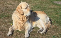 Golden Retriever dogs for sale: 🐾 Golden Retriever Puppies – Ready in December 🐾 - Image 4