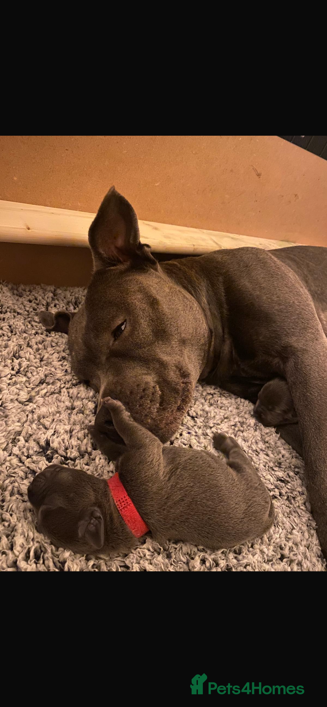 Staffordshire Bull Terrier dogs for sale: KC Registered Champion Blue Staffs for sale - Advert 7