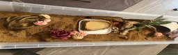 Snake reptiles for sale: REHOME - hognose snake 1 and half years old approx - Advert 4