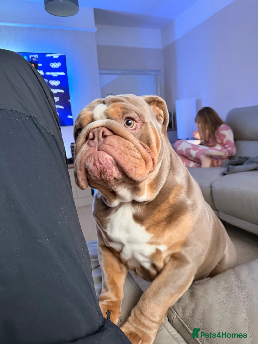 English Bulldog dogs for sale: 1 year old English Bulldog - Advert 1