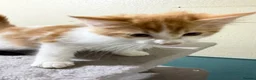 Domestic Shorthair cats for sale: Beautiful Kittens Looking for Loving Homes  - Advert 4