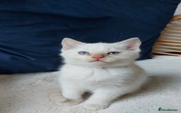 Siamese cats for sale: Ready to Leave Flame Point Siamese Kittens - Image 10