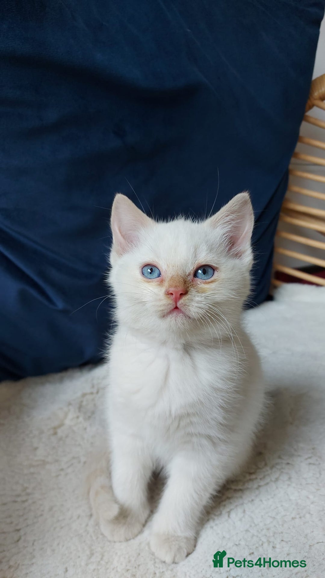 Siamese cats for sale: Ready to Leave Flame Point Siamese Kittens - Image 10