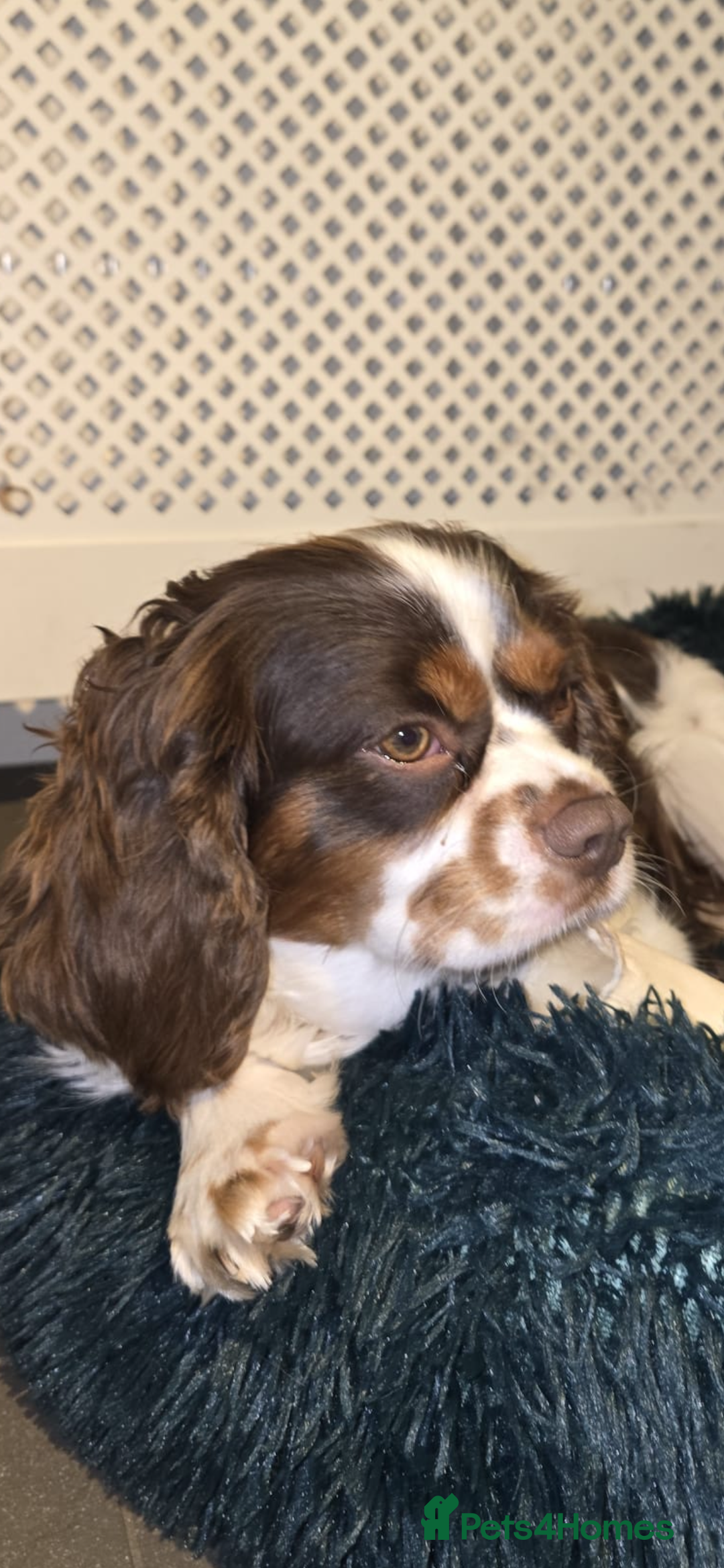 Cavalier King Charles Spaniel dogs for stud: Stunning Chocolate Tri cavalier health tested - Advert 5