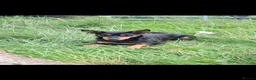 Australian Kelpie dogs for sale: Beautiful kelpie puppies for sale - Advert 27