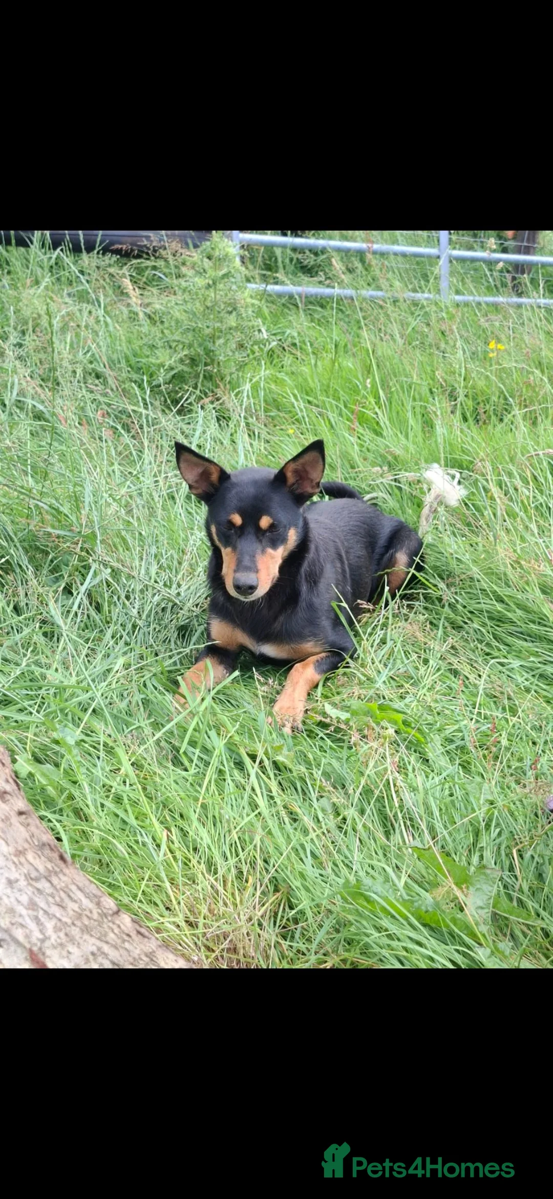 Australian Kelpie dogs for sale: Beautiful kelpie puppies for sale - Advert 27