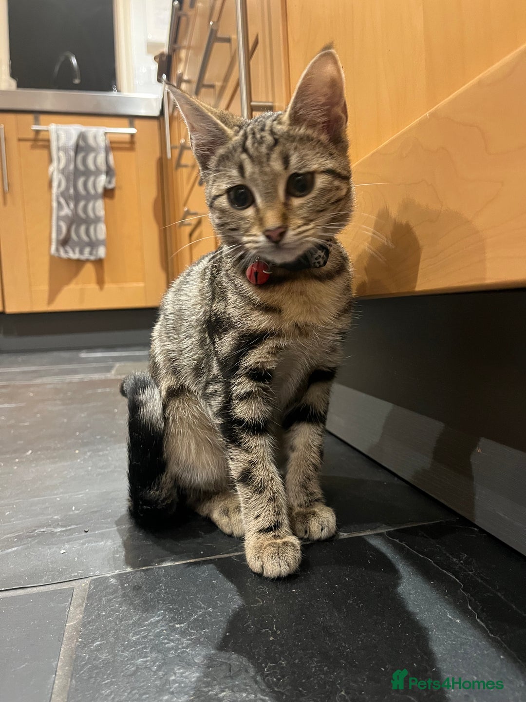 Mixed Breed cats for sale: Sibling Female Bengal x Ragdoll x 2 17 weeks old - Advert 9