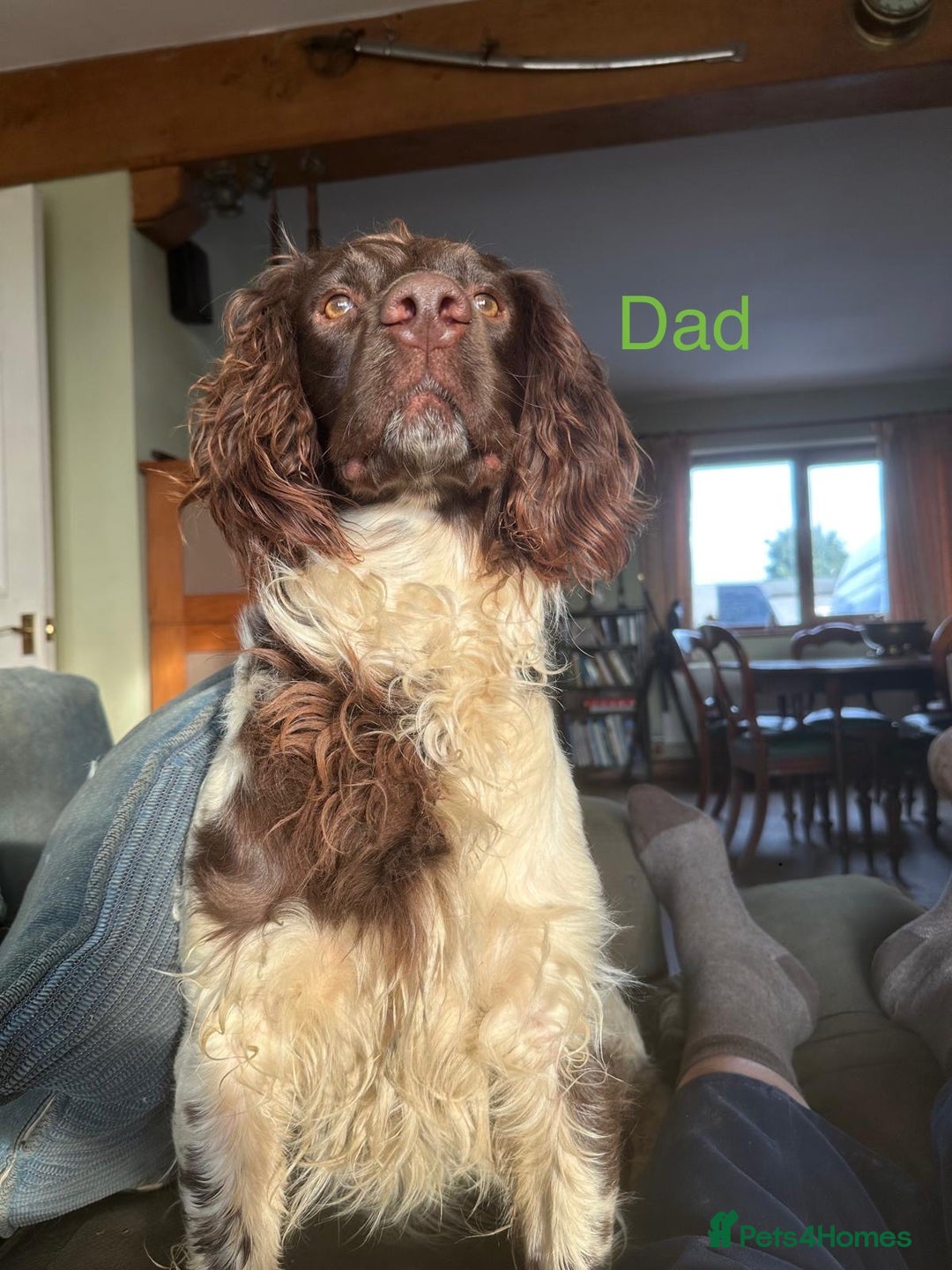 Sprollie dogs for sale: Beautiful Sprollie Puppies for sale - Image 8