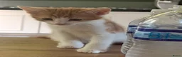 Mixed Breed cats for sale: 3 kittens for sale  - Advert 2
