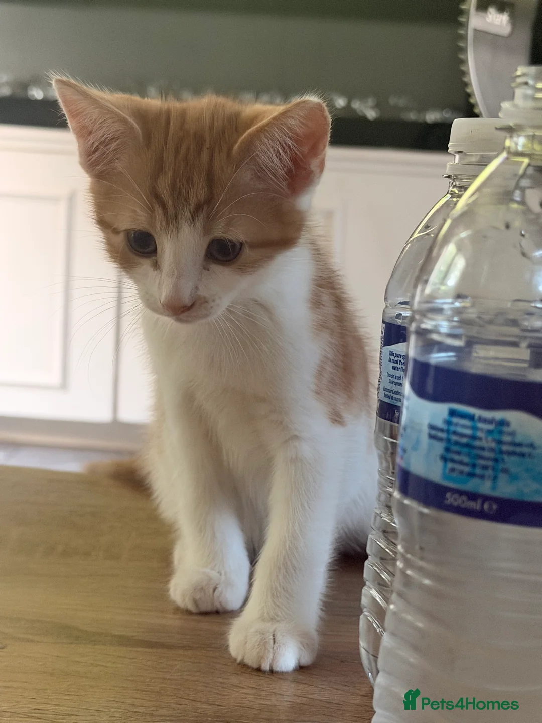 Mixed Breed cats for sale: 3 kittens for sale  - Advert 2