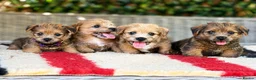 Norfolk Terrier dogs for sale: Stunning KC registered Norfolk terriers - Advert 7