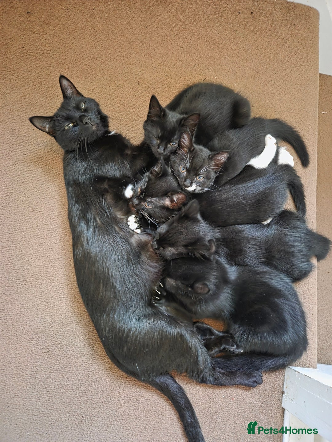 Mixed Breed cats for sale: Kittns  - Advert 11