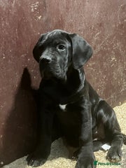 Cane Corso Puppy 7