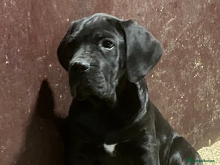 Cane Corso dogs - Advert 7