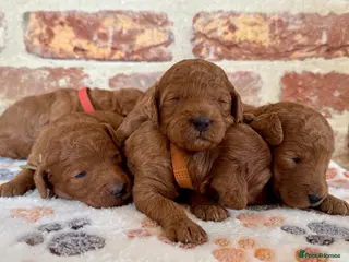 Cockapoo dogs F1b solid red cockapoos 🐾 - Advert 6