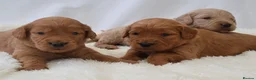 Mini Goldendoodle dogs for sale: F1 Miniature Goldendoodle’s - Advert 6