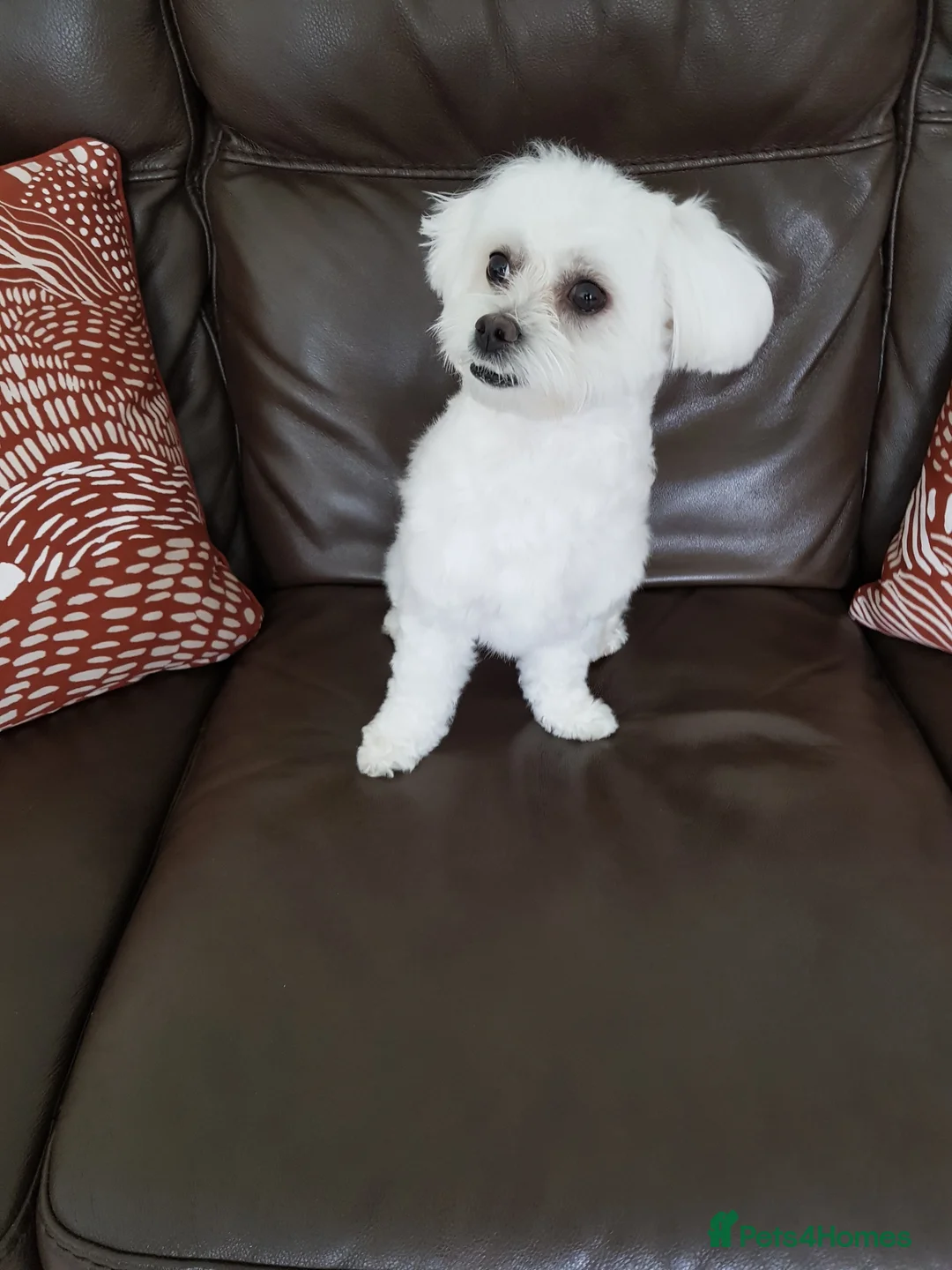 Maltese dogs for sale: MALTESE GIRL - Advert 1