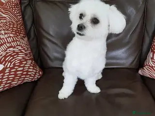 Maltese dogs MALTESE GIRL - Advert 1