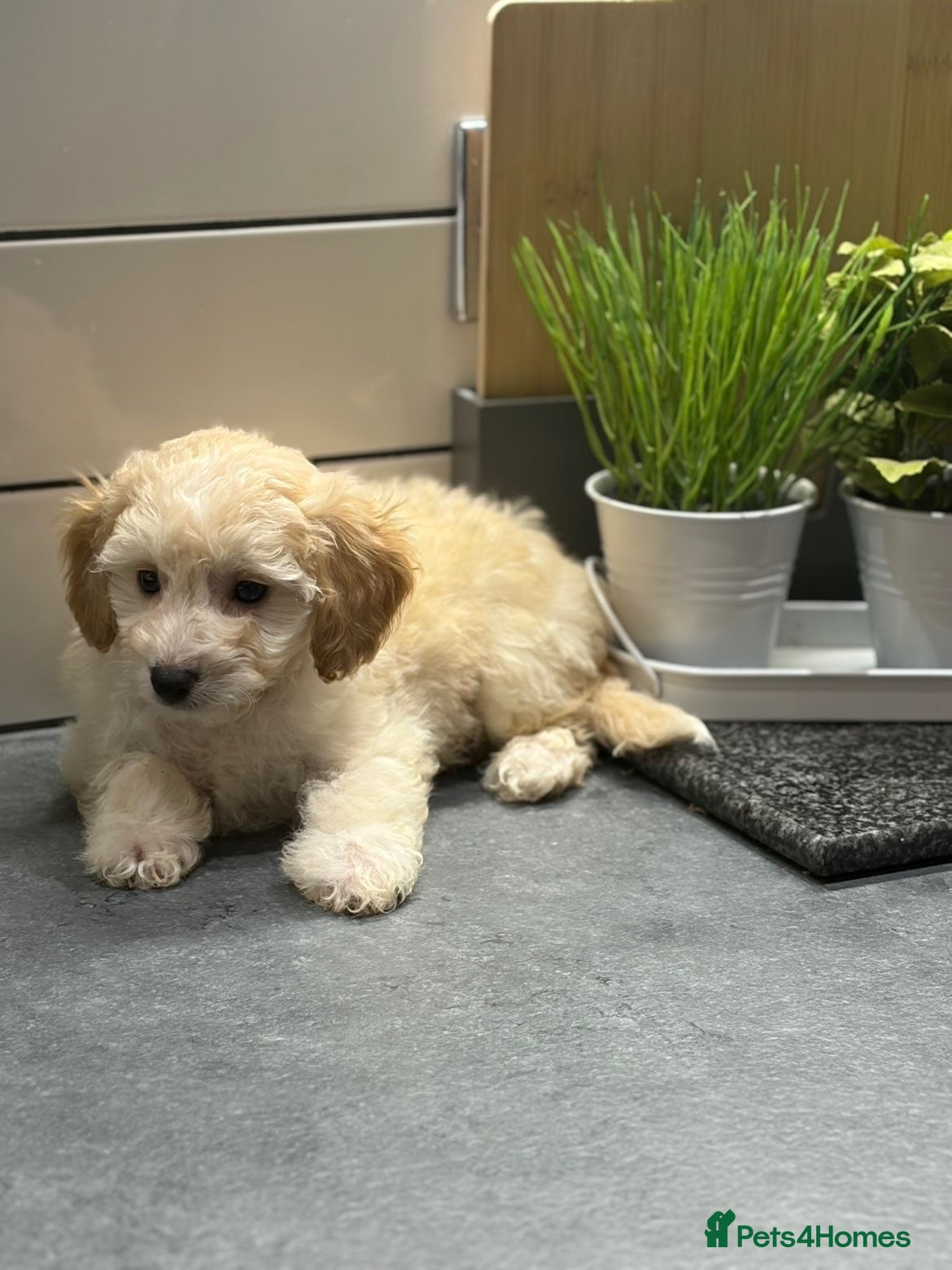 Cavapoo dogs Cavapoo males and female  - Advert 1