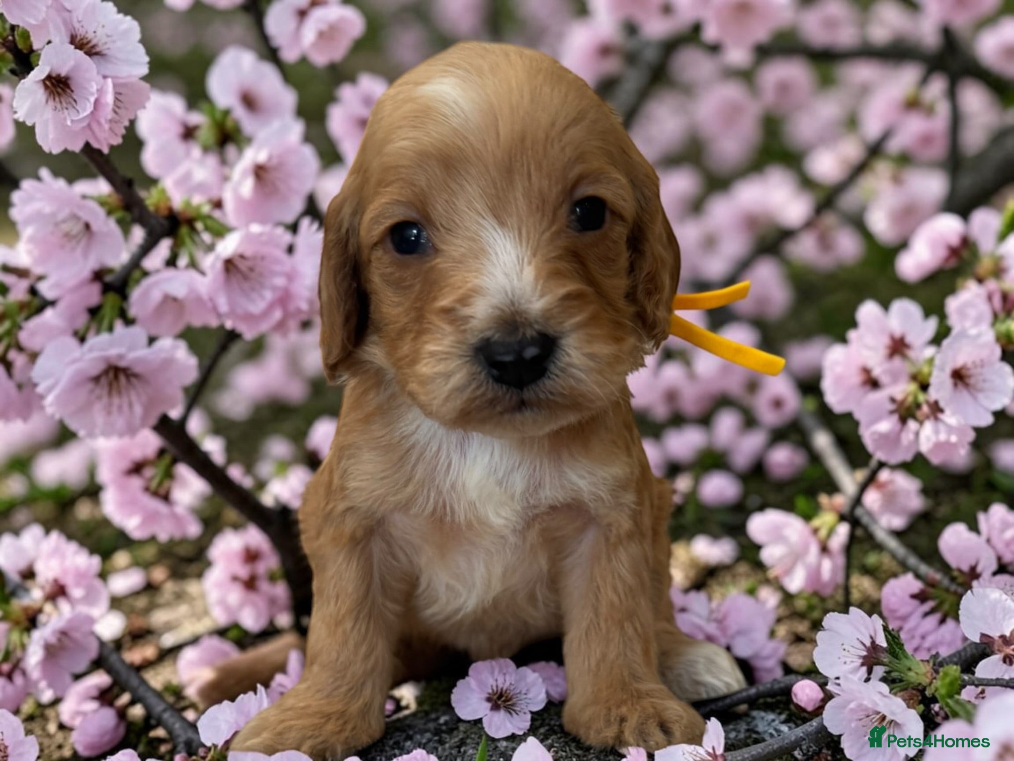 Cockapoo dogs Beautiful DNA clear F1 cockapoos pups - Advert 2