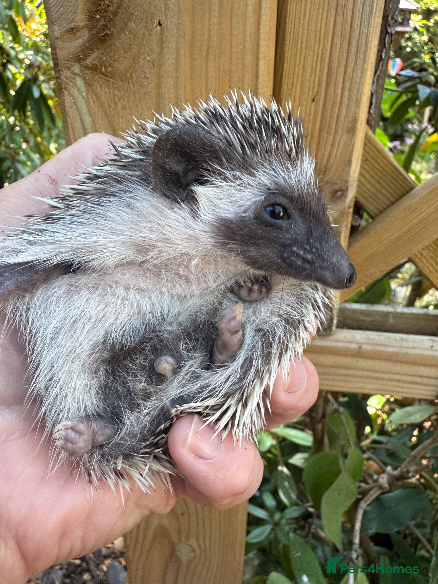 Pygmy Hedgehog rodents 9 wk boy and girl baby APH with or without set up  - Advert 2