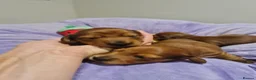 Miniature Dachshund dogs for sale: Pra clear-Beautiful miniature LG Dachshund pupps - Advert 18