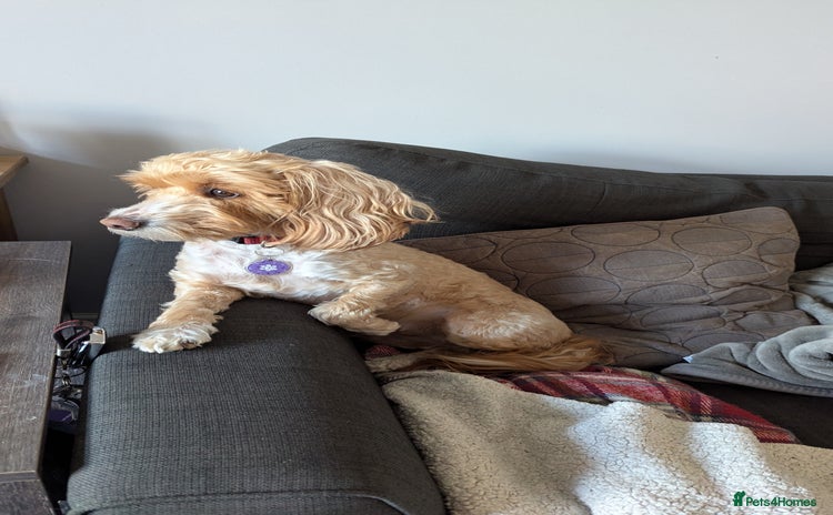 Cockapoo dogs - Advert 16