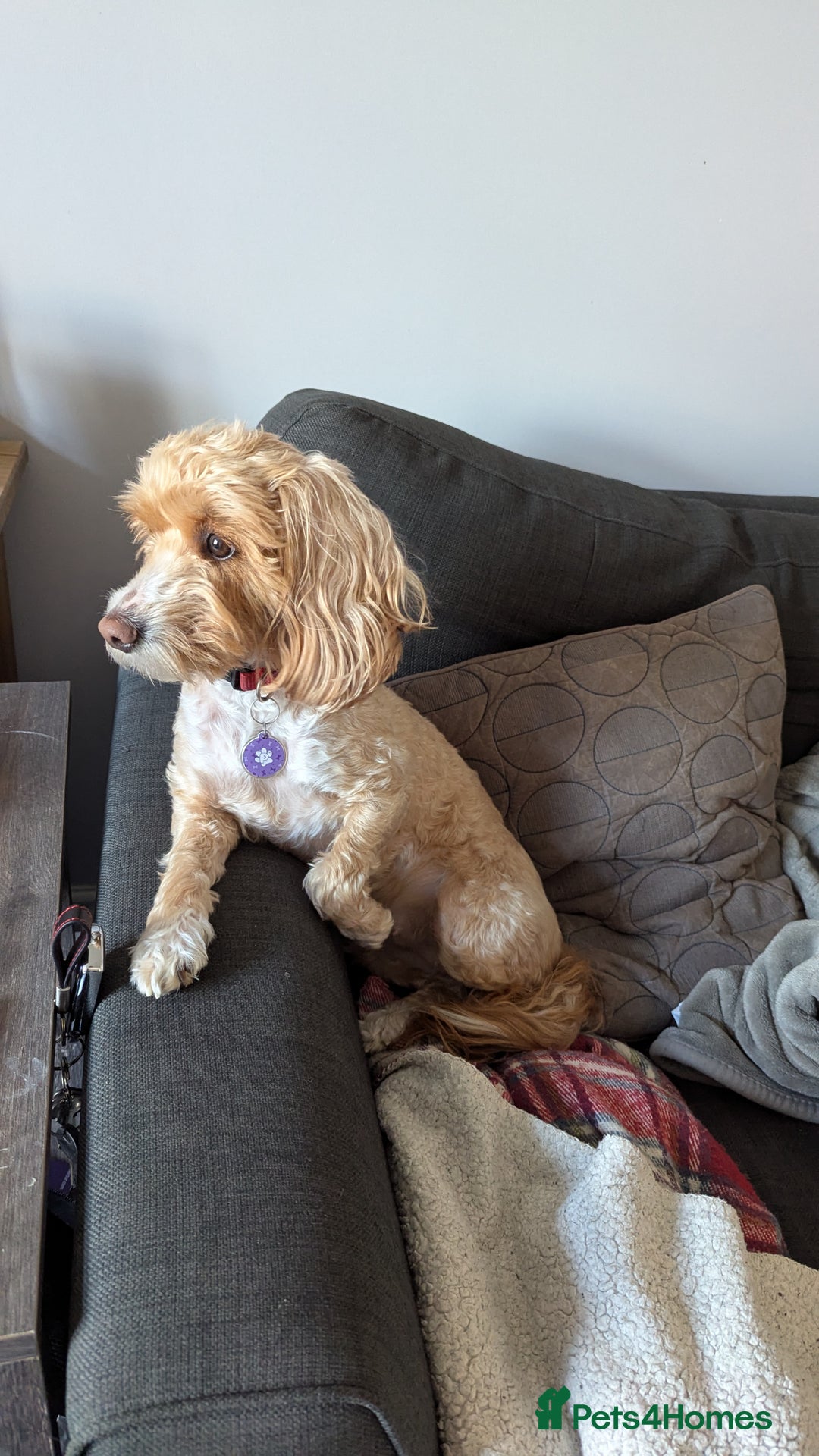Cockapoo dogs for sale: Gorgeous Cockapoo F2 puppies for sale - Image 1