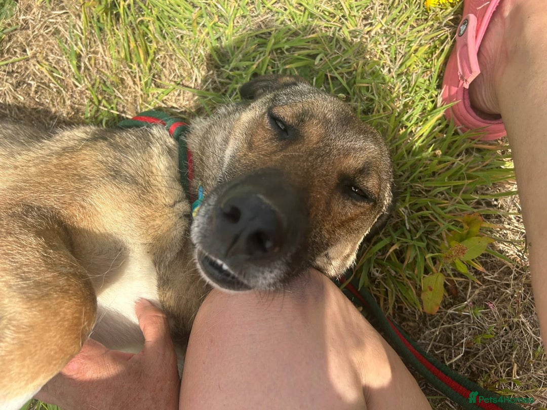 Mixed Breed dogs for adoption: Bella - Norwich Norfolk  - Image 8