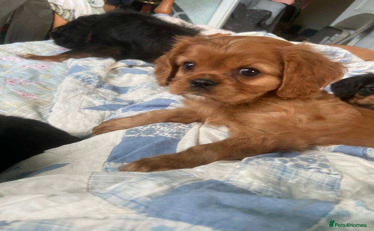 Cavalier King Charles Spaniel dogs - Advert 6