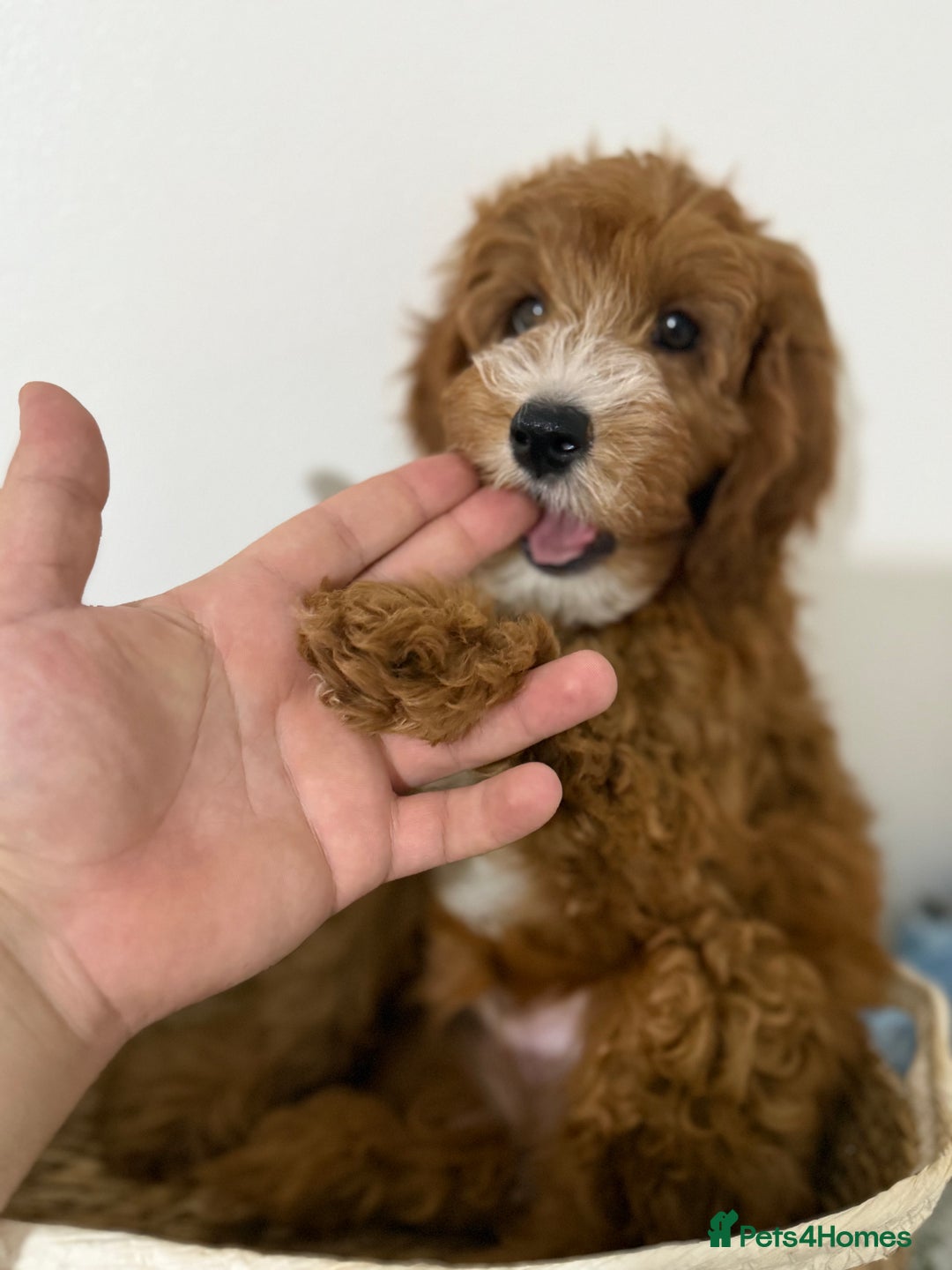 Cockapoo dogs for sale: Only 1 left - Handsome male Red F1B Cockapoo - Image 6