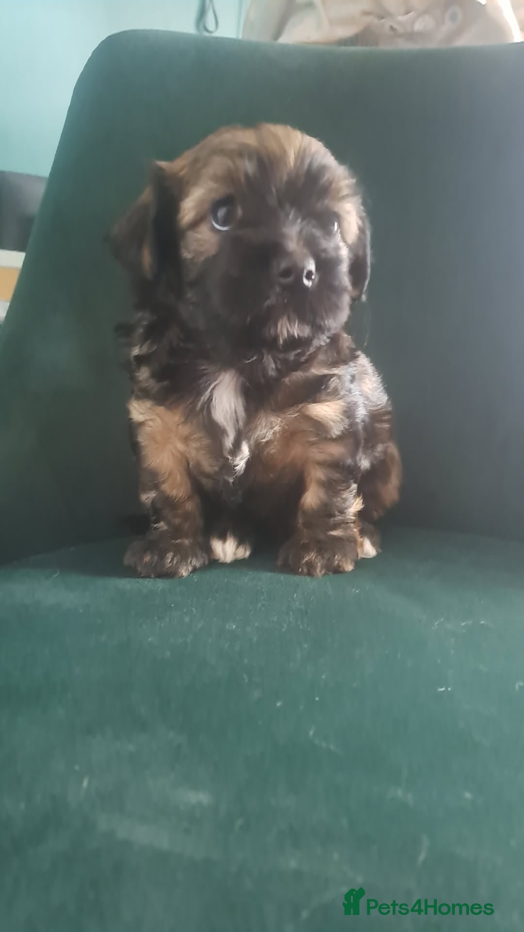 Mixed Breed dogs for sale: 🐾 Adorable Puppies Looking for a Loving Home 🐾   - Image 6
