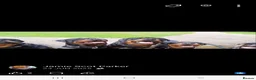Rottweiler dogs for sale: Rottweiler pupps for sale  - Advert 4