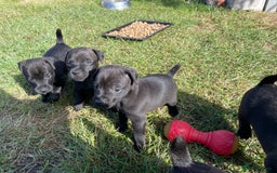 Patterdale Terrier dogs for sale: Patterdale puppies - Image 4
