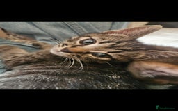 Mixed Breed cats for sale: Beautiful kittens  - Image 33