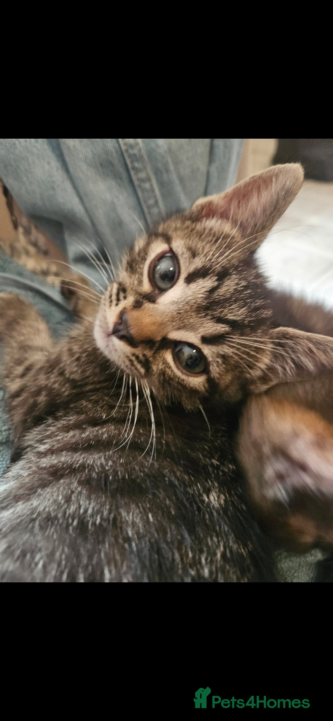Mixed Breed cats for sale: Beautiful kittens  - Image 33