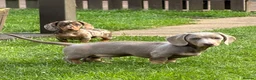 Miniature Dachshund dogs for sale: Miniature dachshund males - Advert 7