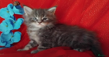Maine Coon cats - Advert 10