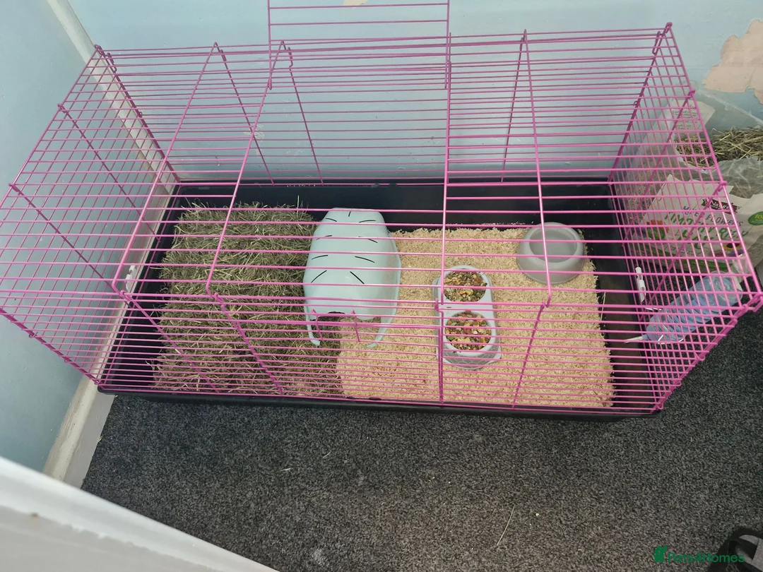 Guinea Pig rodents for sale: 2 x guinea pigs  - Advert 3