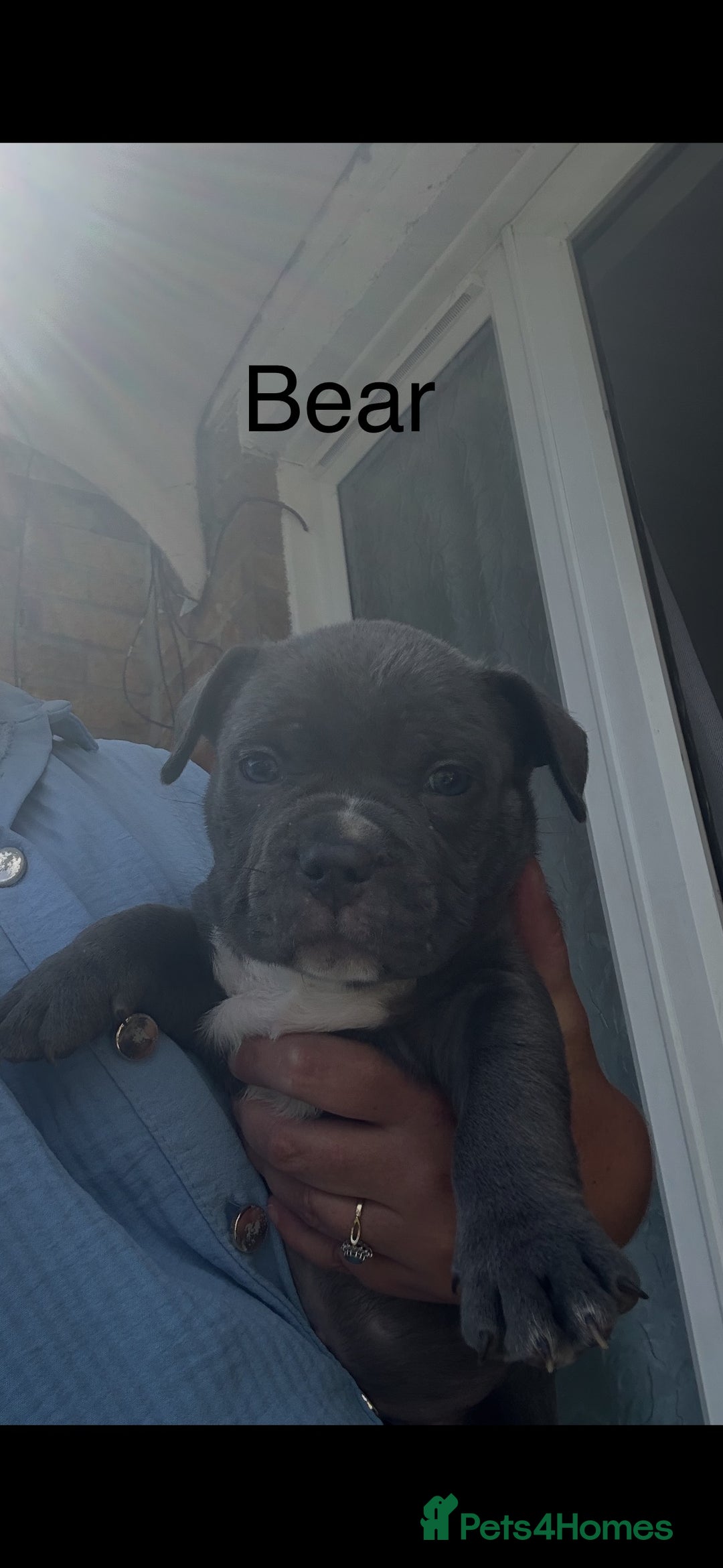 American Bulldog dogs for sale: Pocket bullys - Image 5